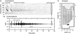 Echolocating big brown bats, Eptesicus fuscus, modulate pulse intervals to overcome range ambiguity in cluttered surroundings