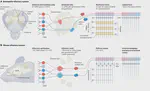 Common principles for odour coding across vertebrates and invertebrates
